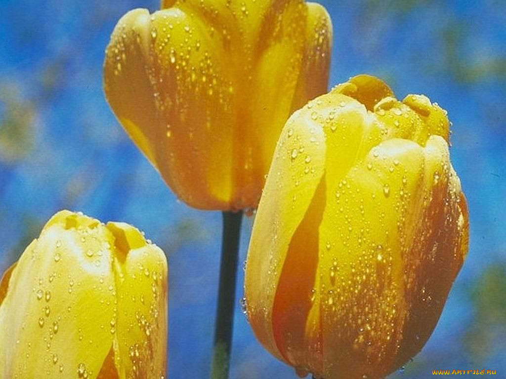 цветы, тюльпаны