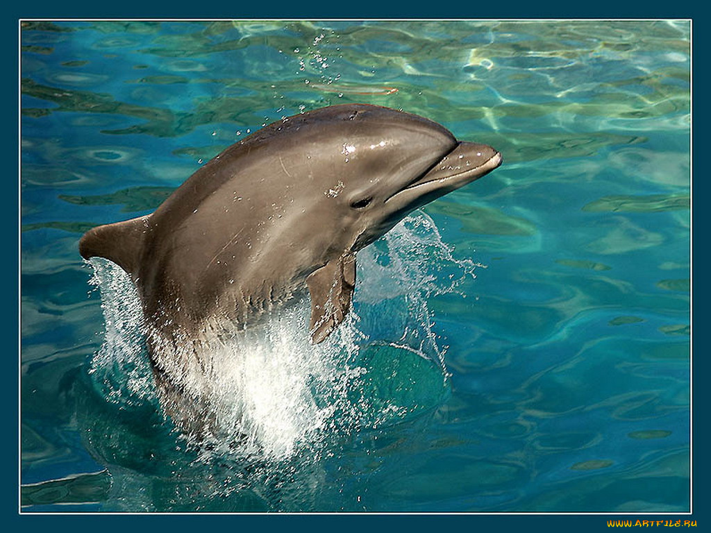 животные, дельфины