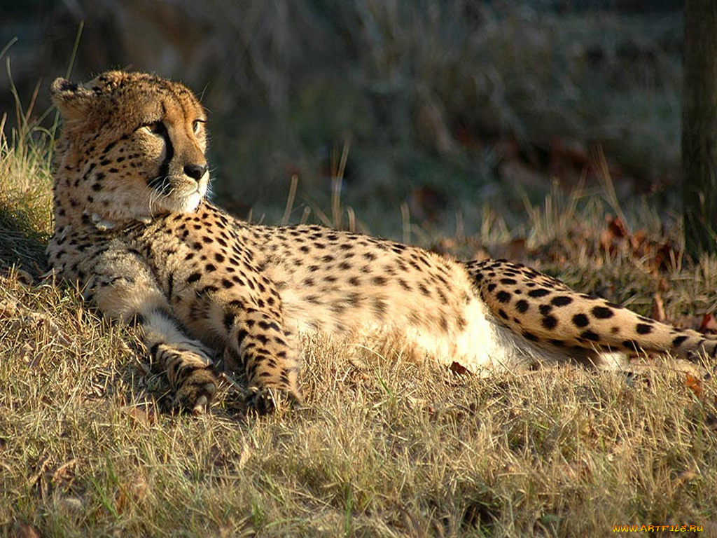 животные, гепарды