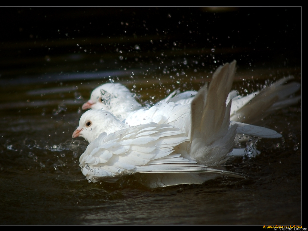 животные, голуби