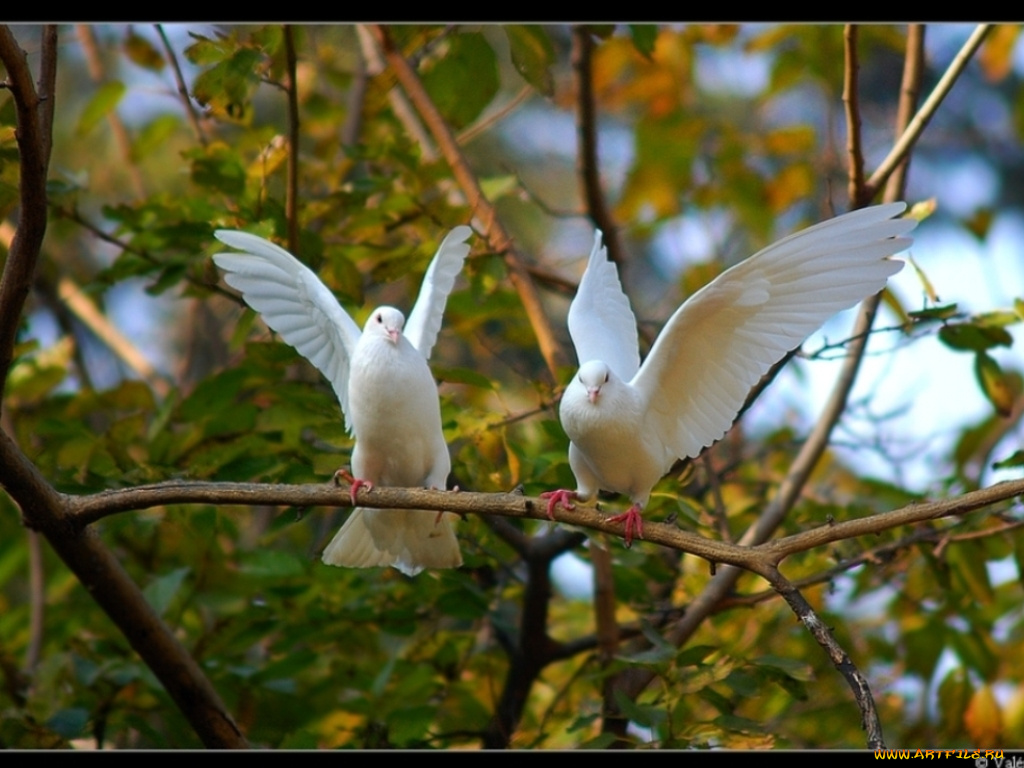 животные, голуби