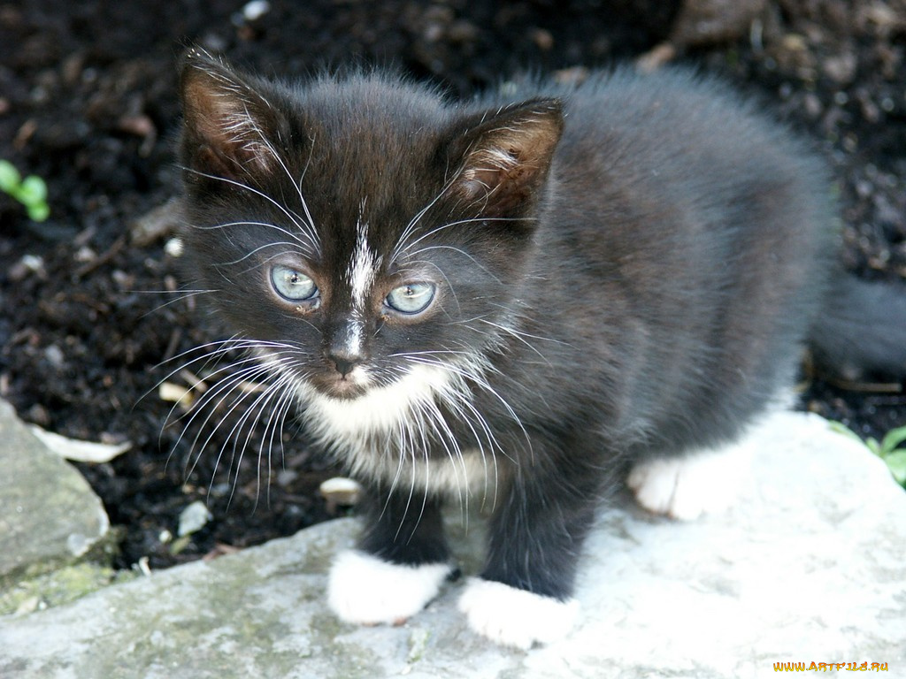 животные, коты