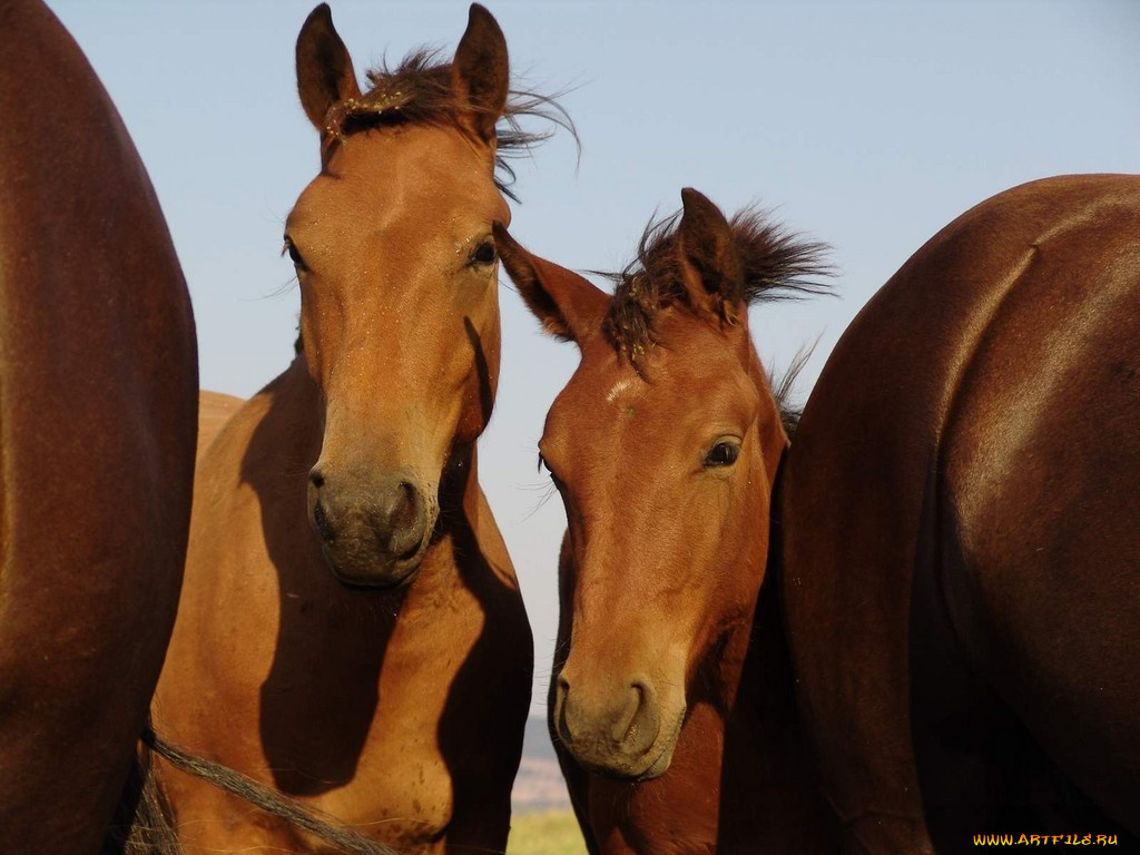 животные, лошади