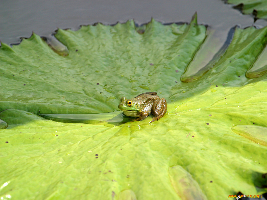 животные, лягушки