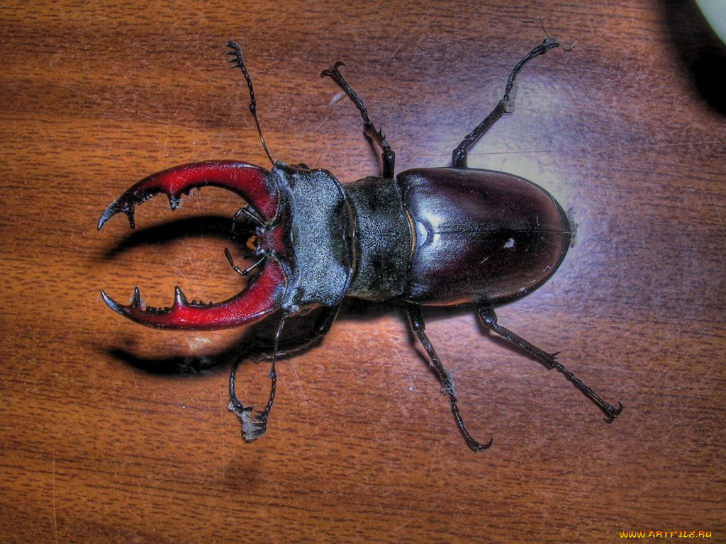 животные, насекомые