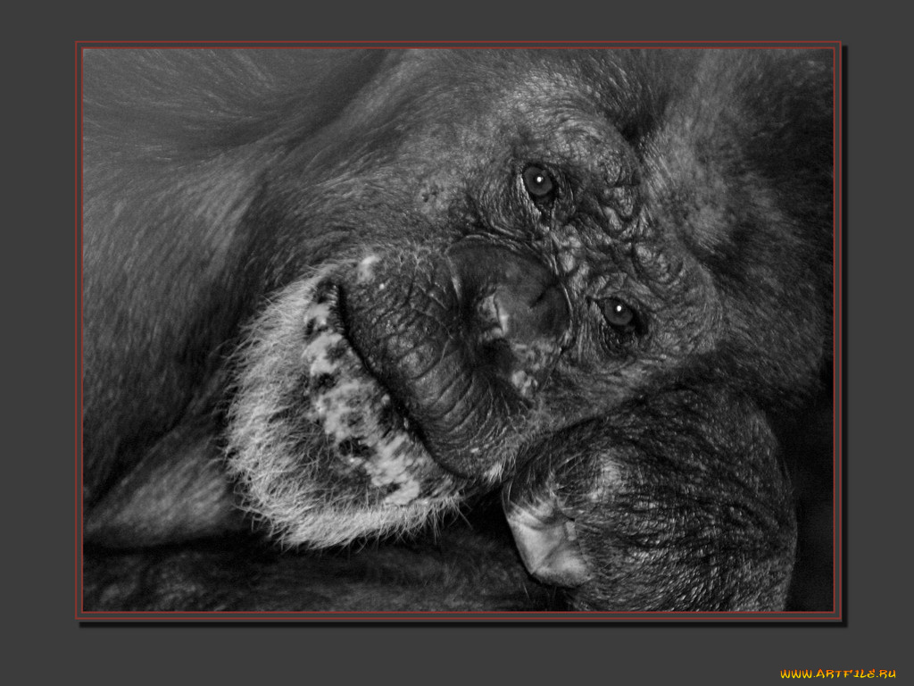 животные, обезьяны