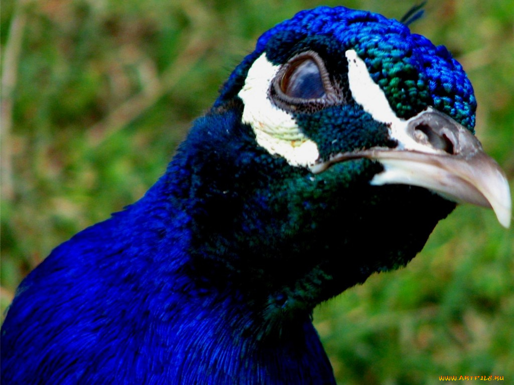 животные, павлины