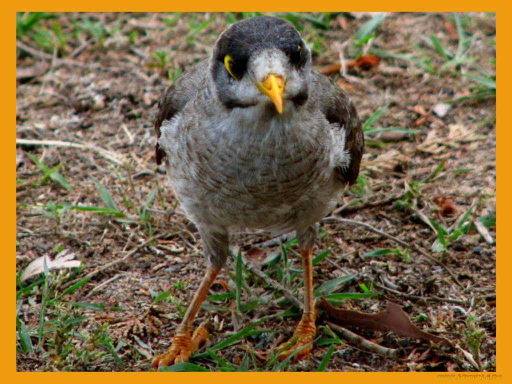 животные, птицы