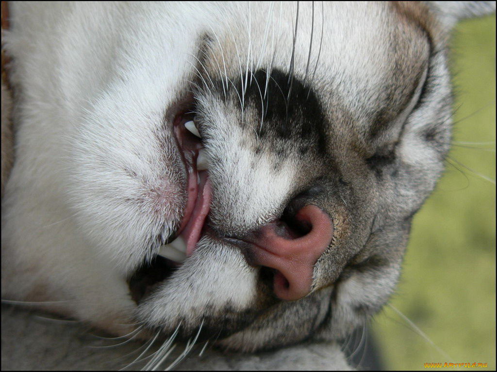 животные, пумы