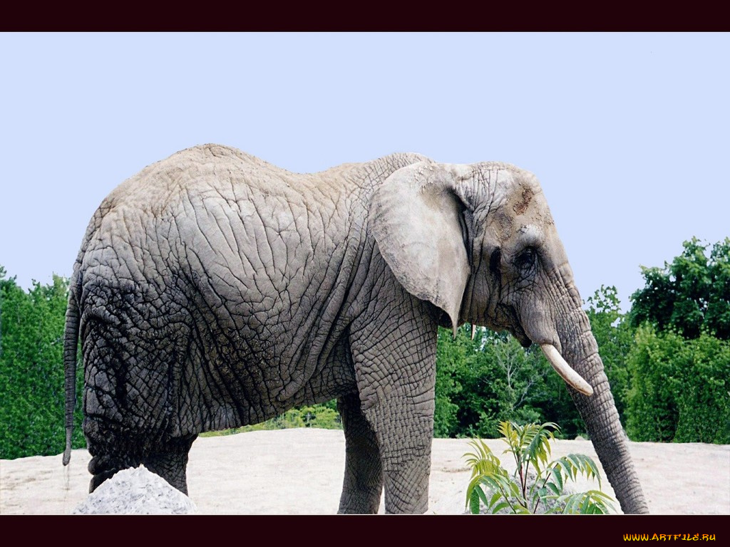 животные, слоны