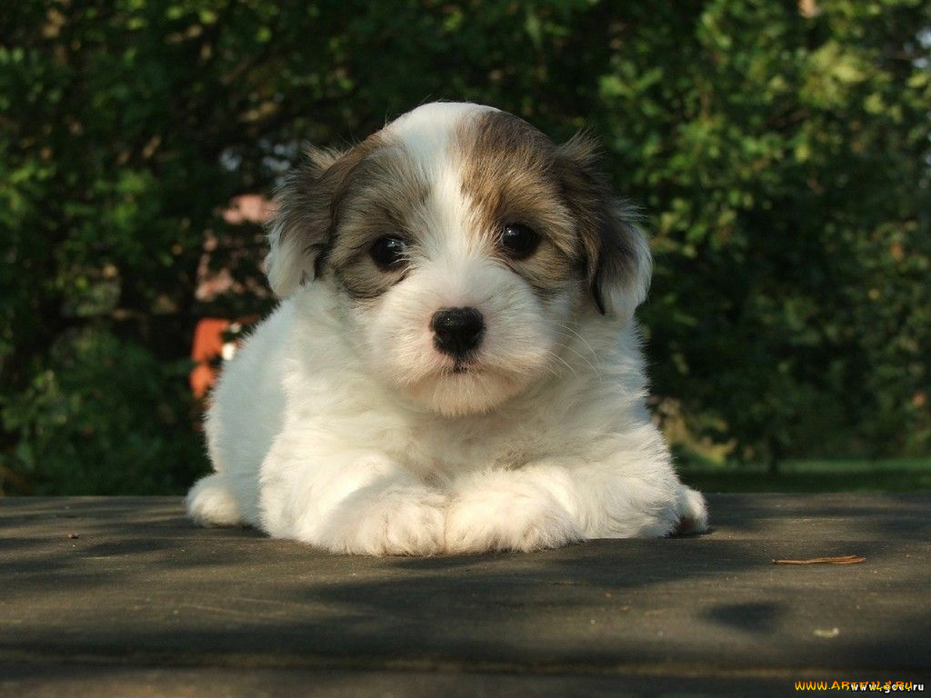 животные, собаки