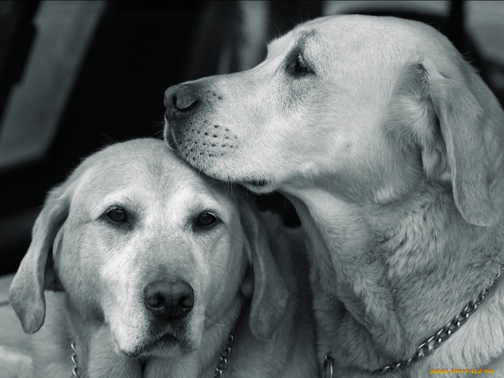 животные, собаки
