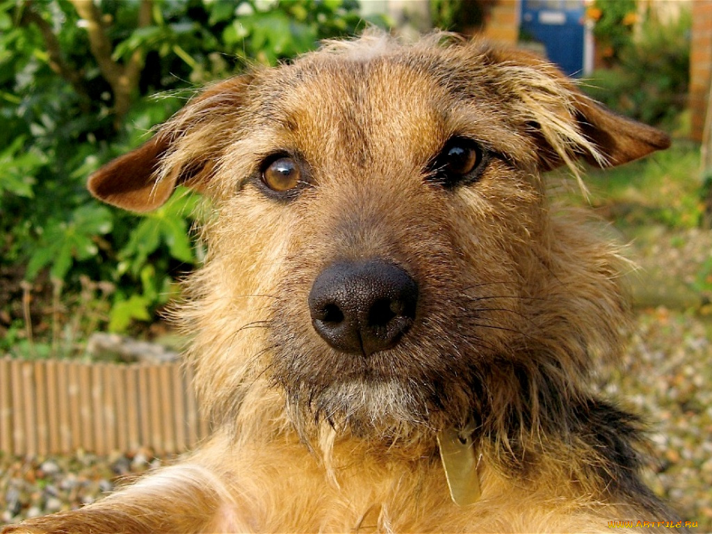 животные, собаки