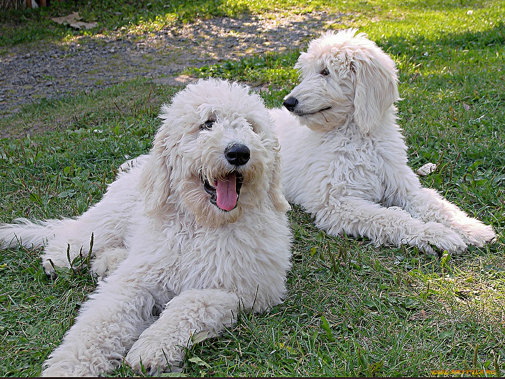 животные, собаки