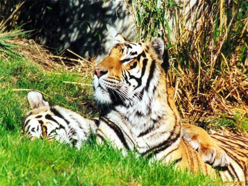 животные, тигры
