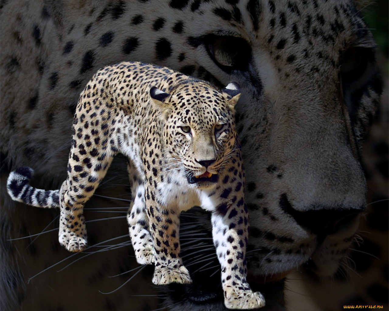 животные, леопарды