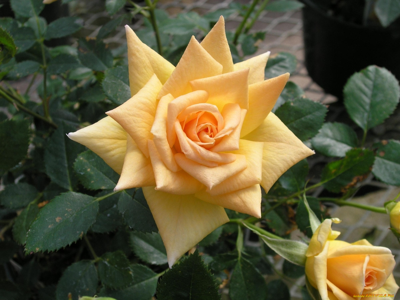 цветы, розы