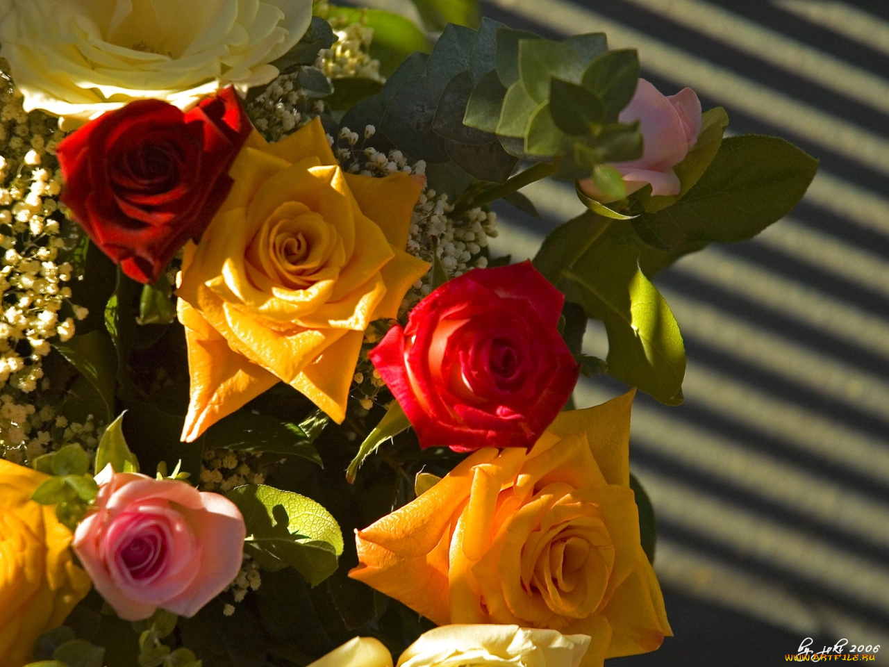 цветы, розы