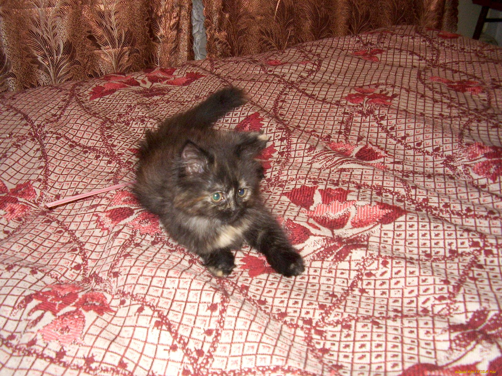 животные, коты