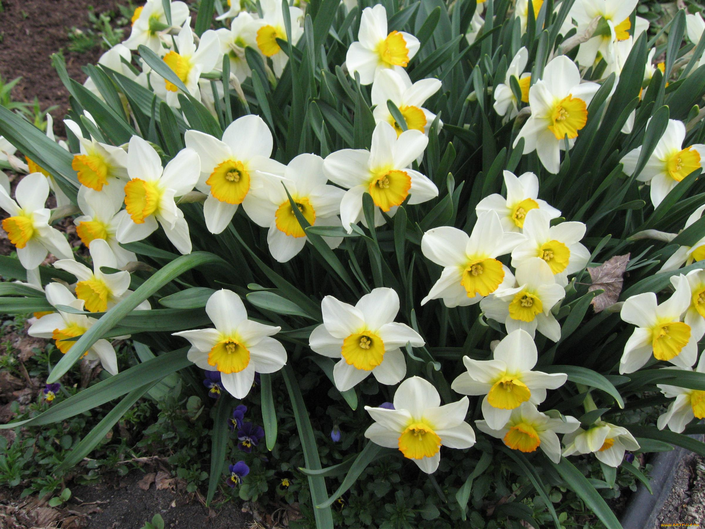 цветы, нарциссы