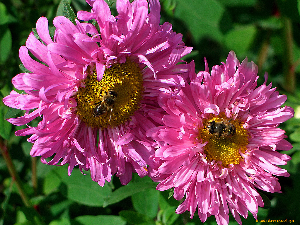 цветы, астры