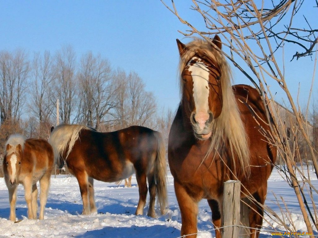 животные, лошади