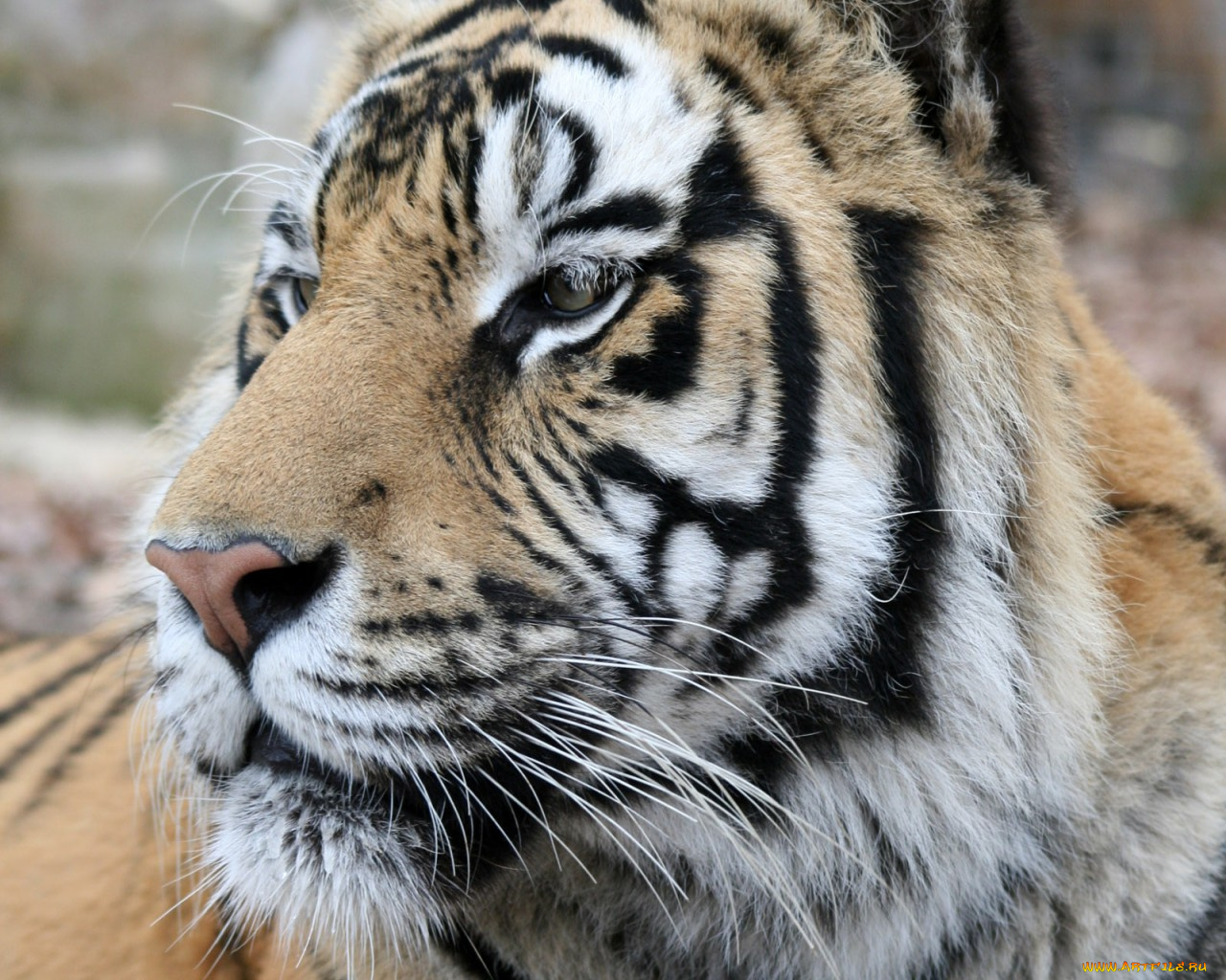 животные, тигры