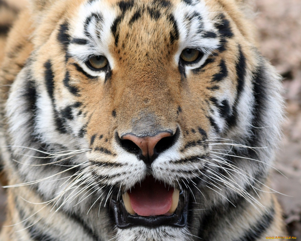 животные, тигры