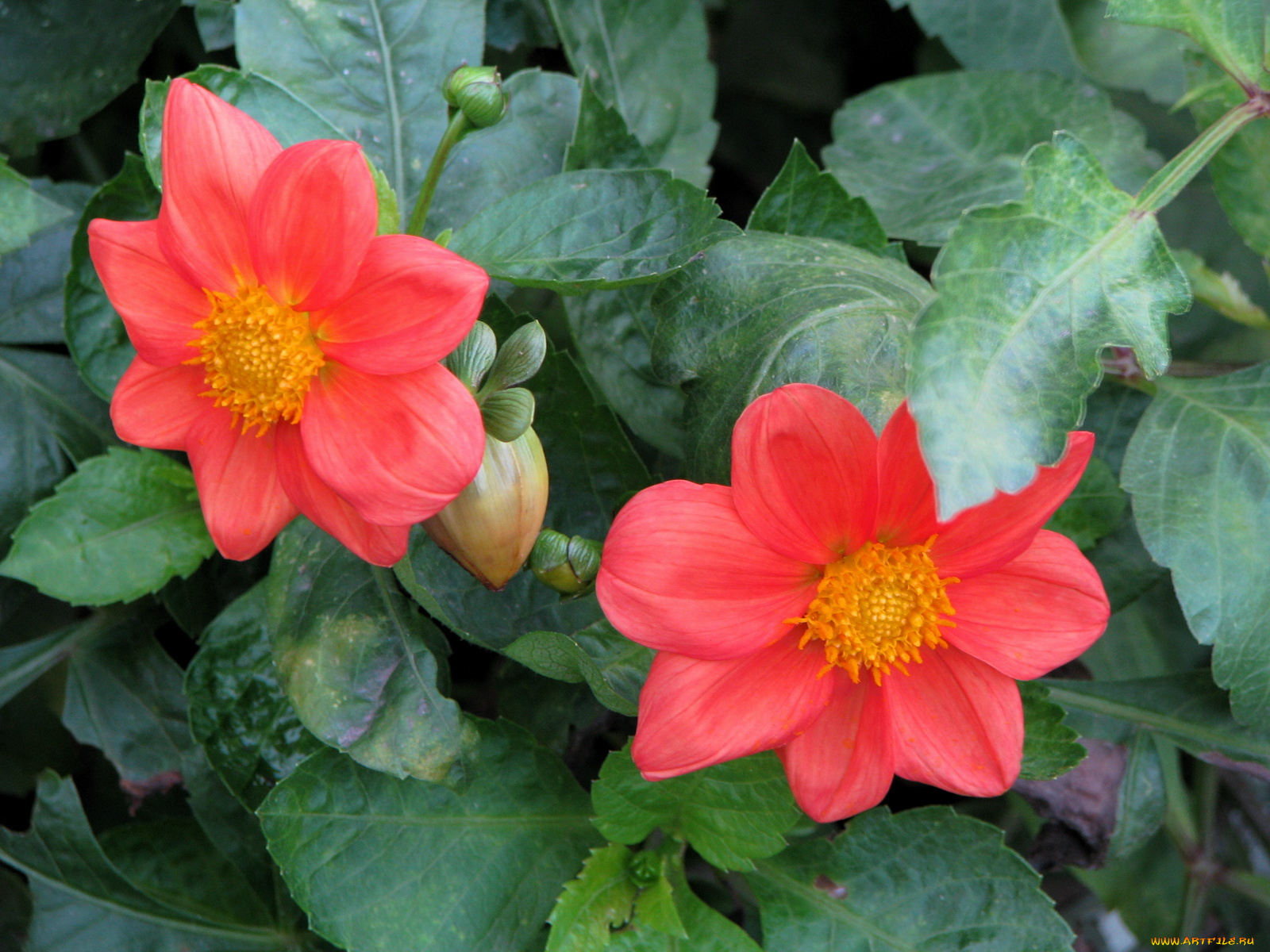 цветы, георгины