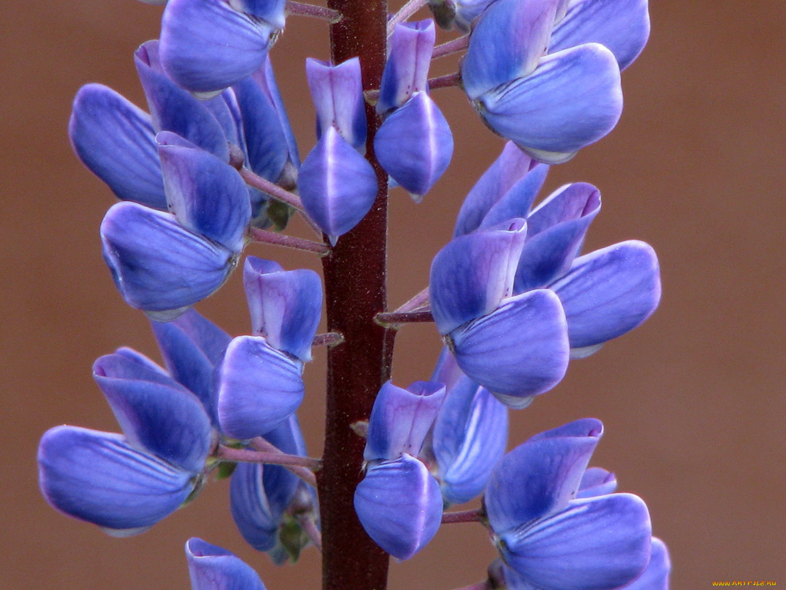 цветы, люпин