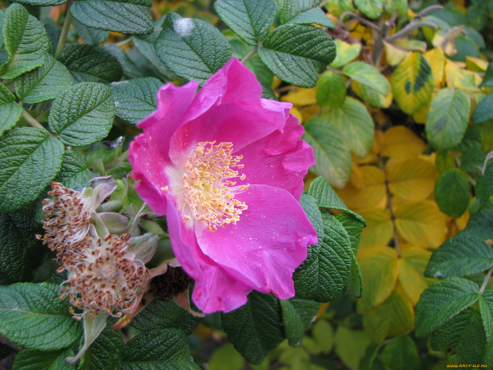 цветы, шиповник