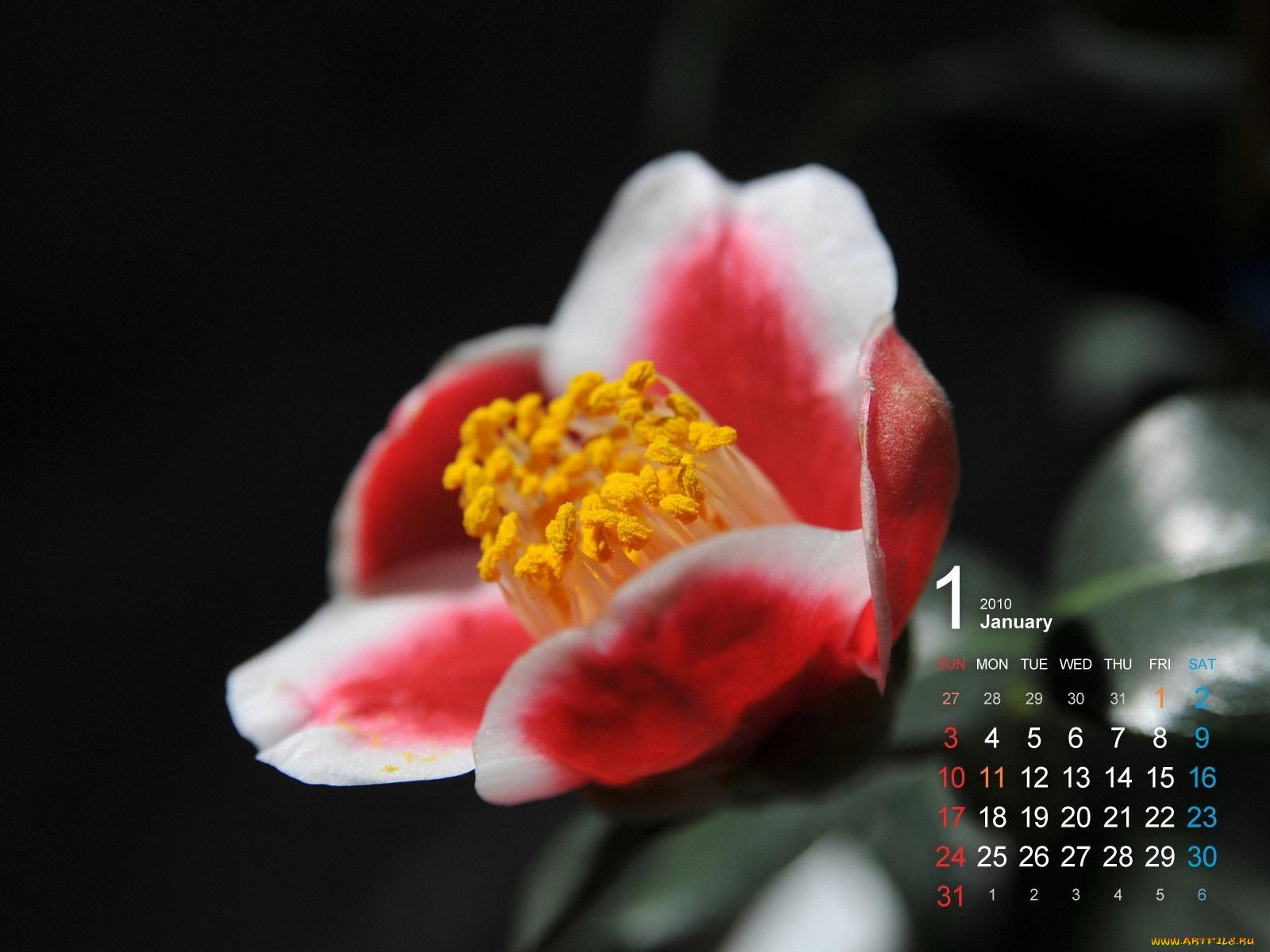 календари, цветы