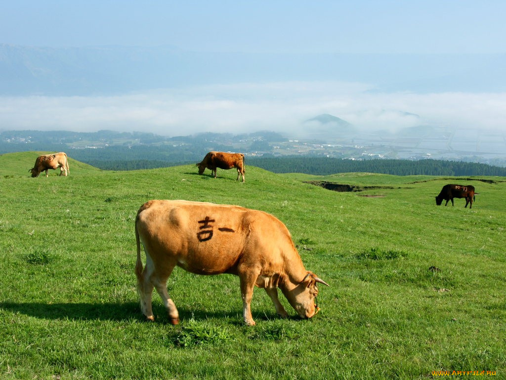 животные, коровы, буйволы