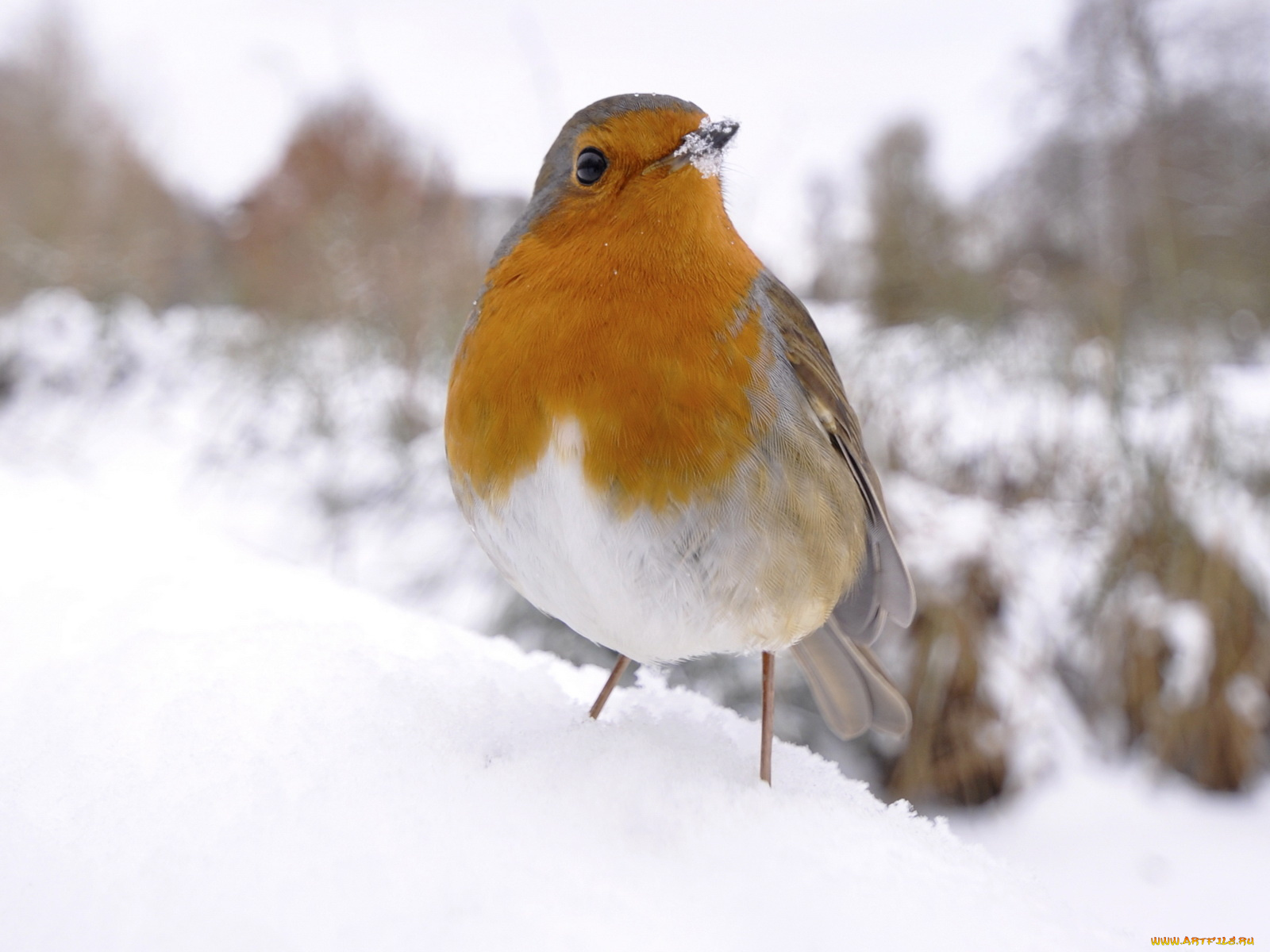 животные, зарянки, малиновки