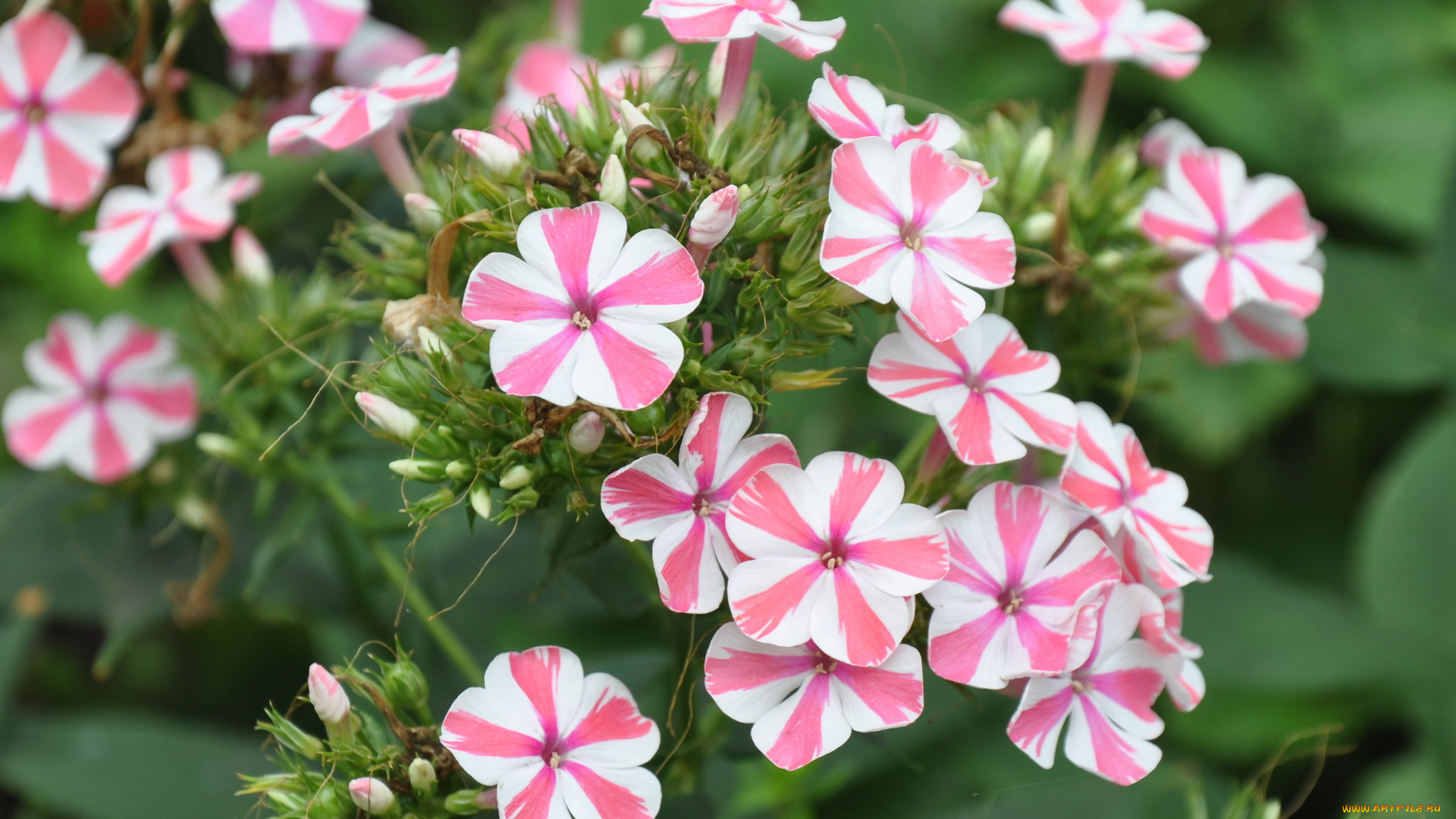 цветы, флоксы