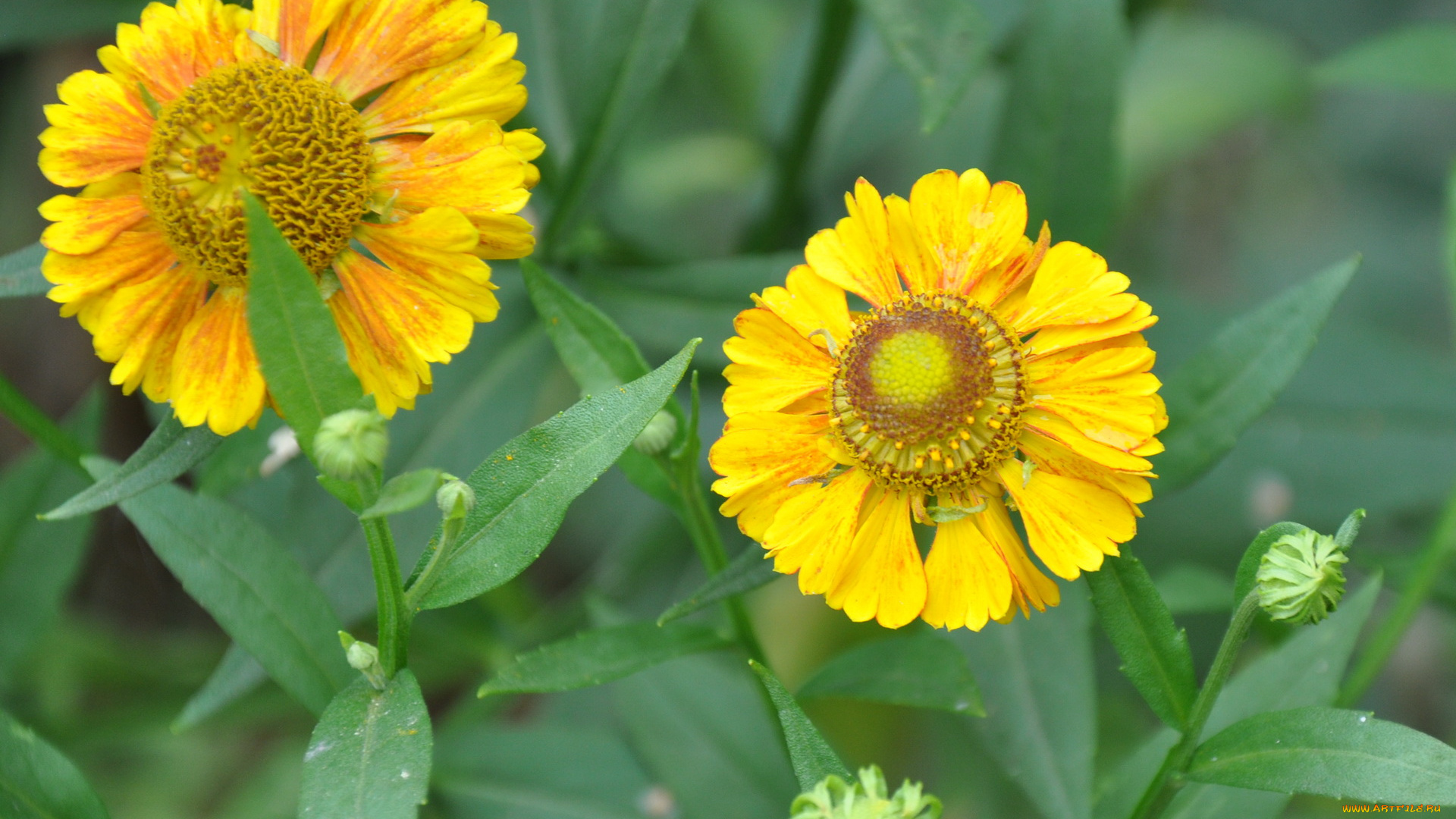 цветы, гайлардии, гелениумы