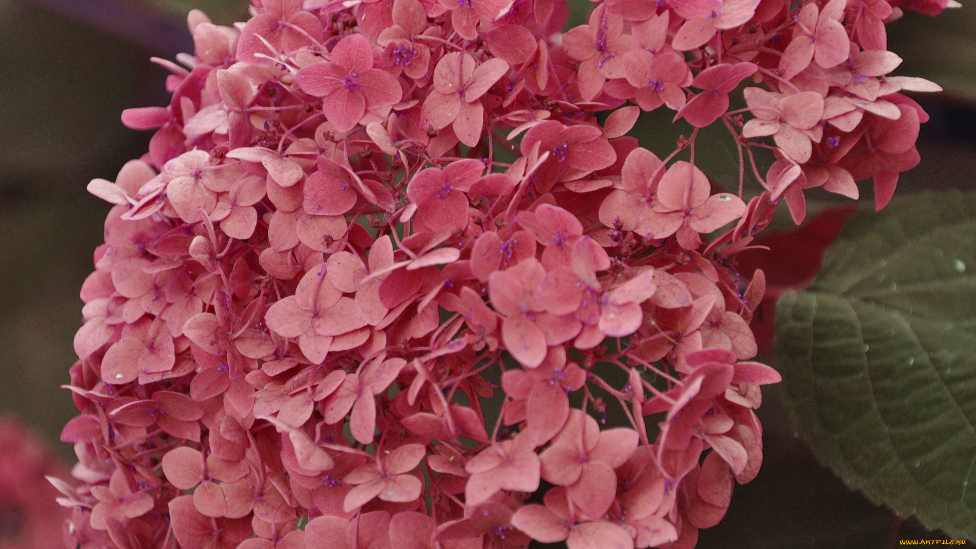 цветы, гортензия