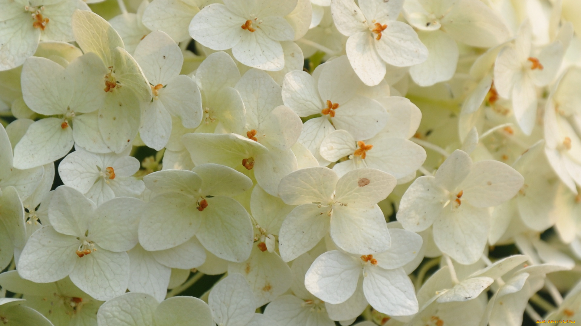 цветы, гортензия