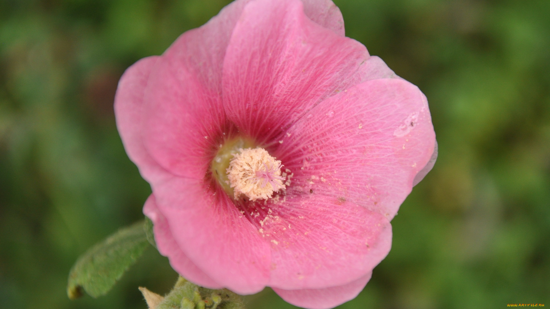 цветы, мальвы