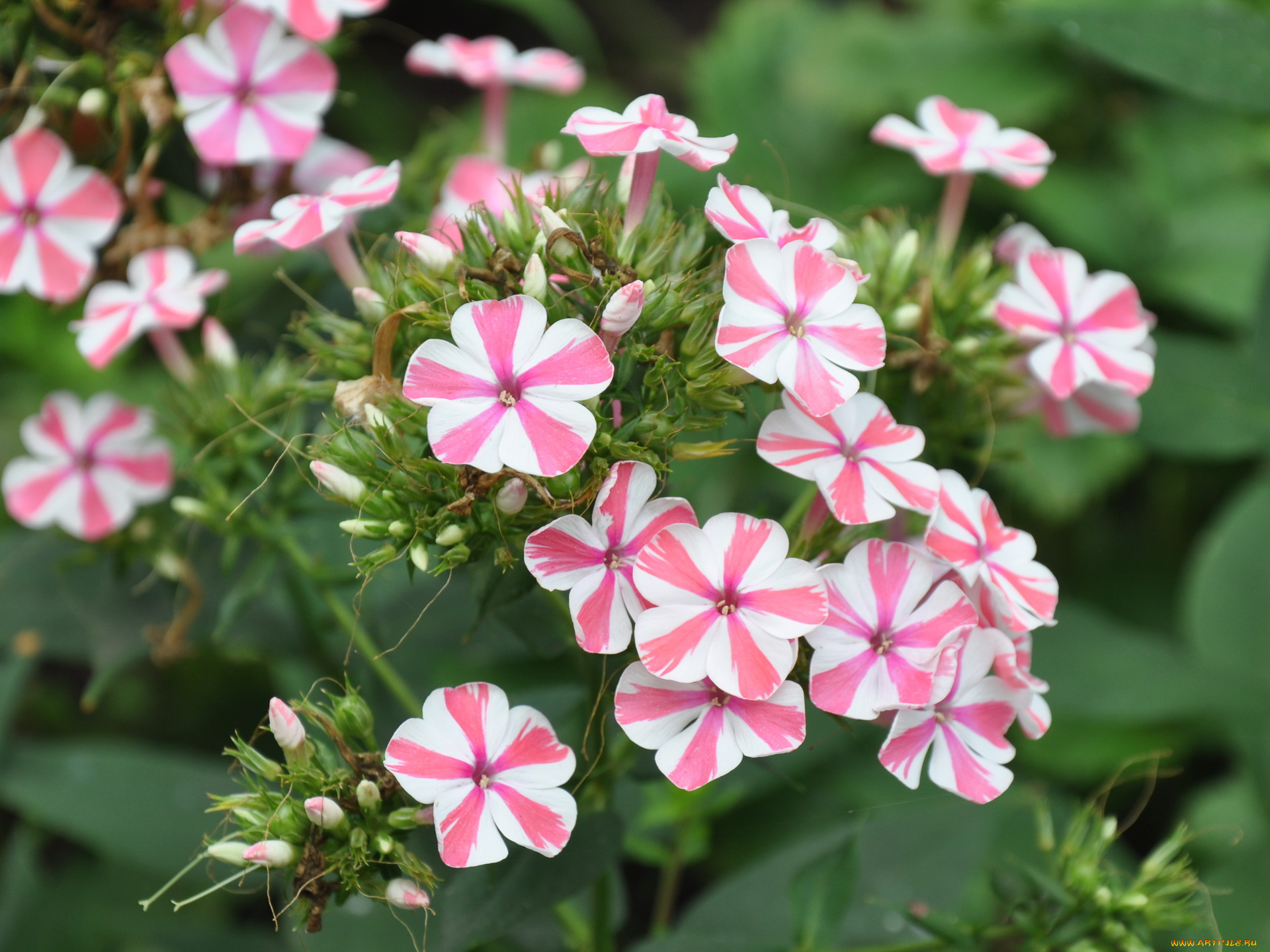 цветы, флоксы