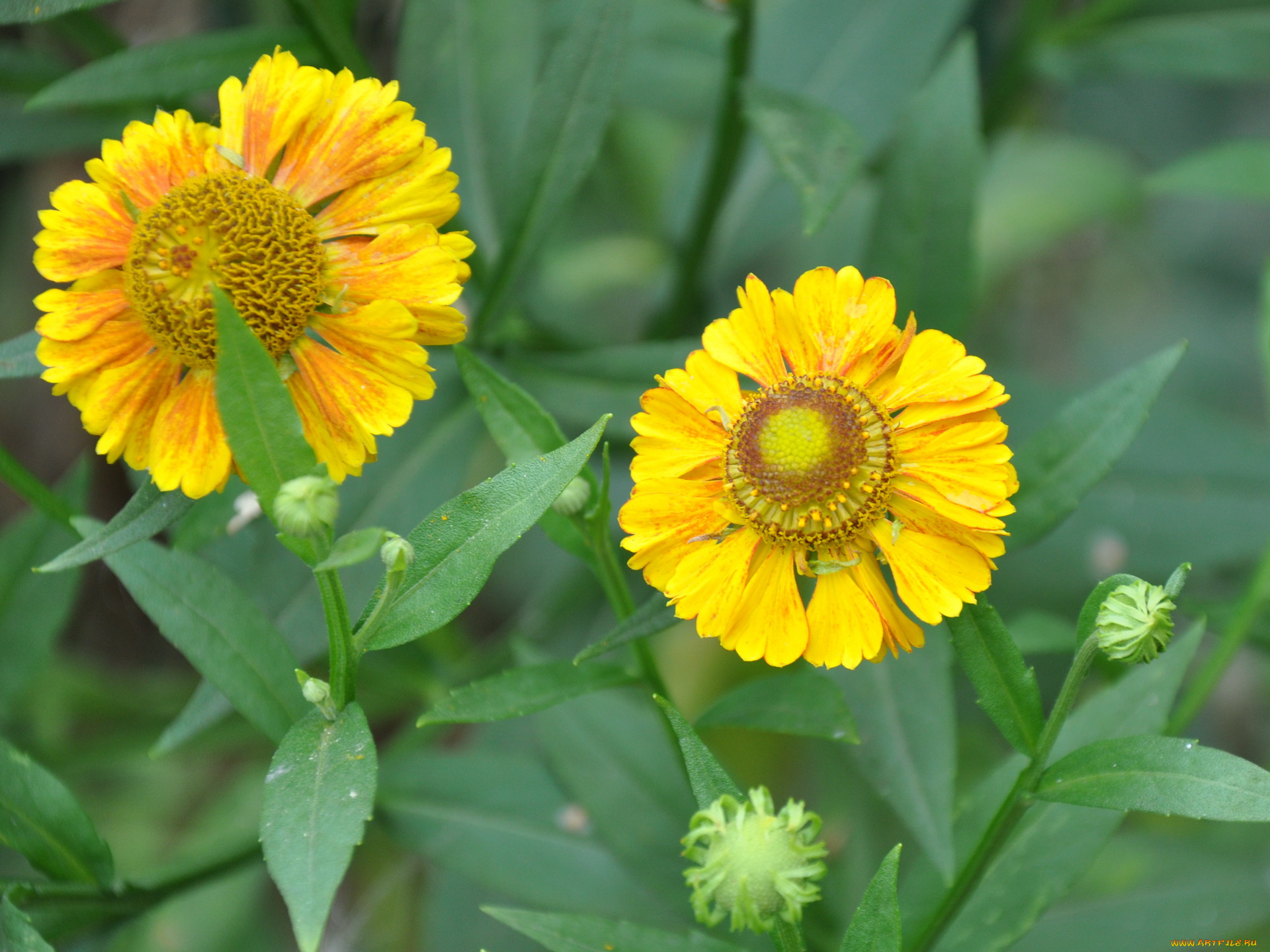 цветы, гайлардии, гелениумы