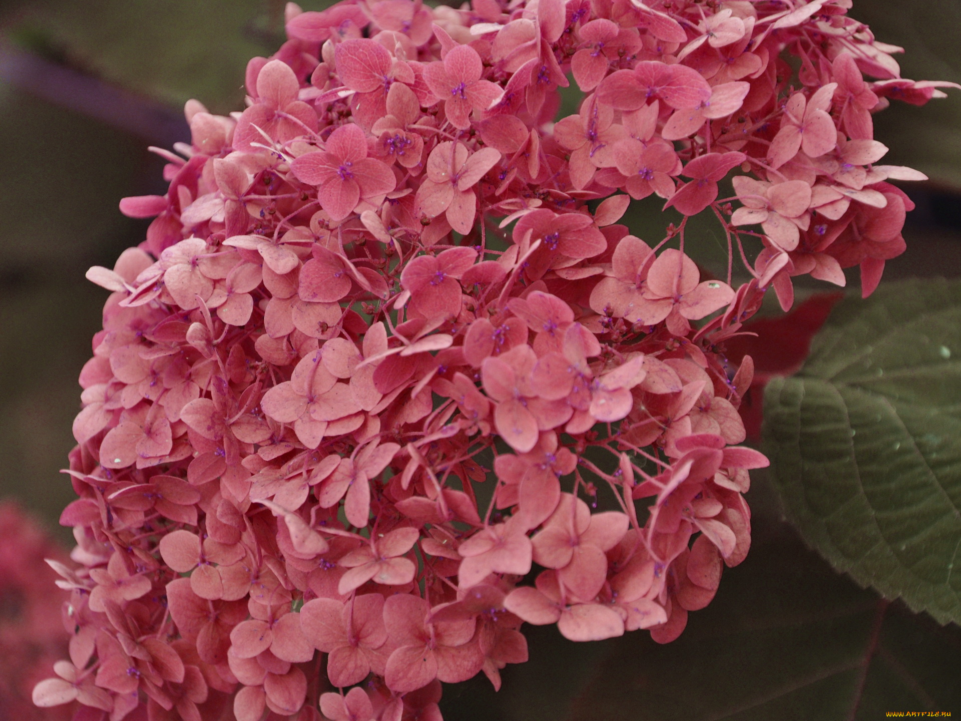 цветы, гортензия