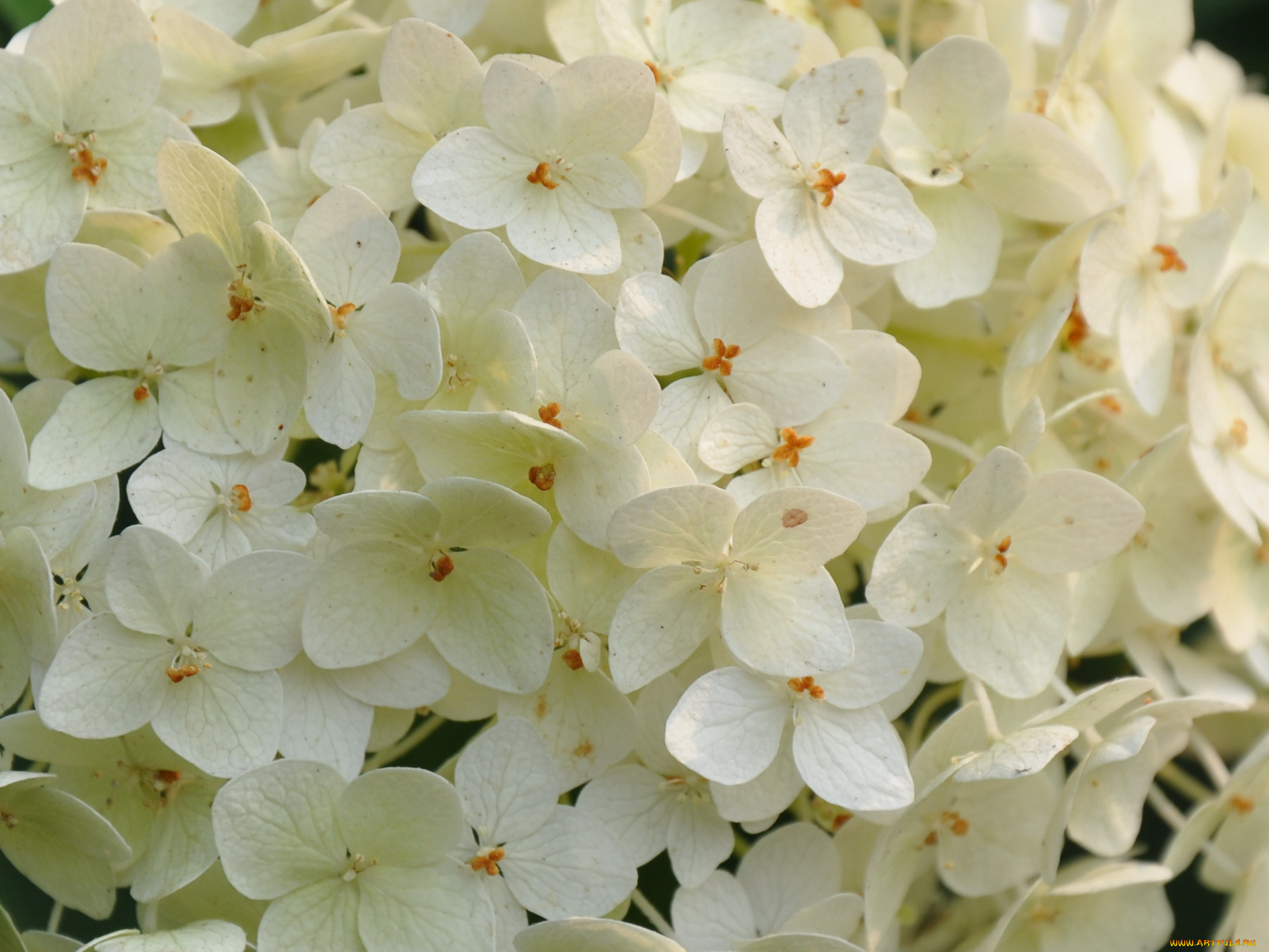 цветы, гортензия