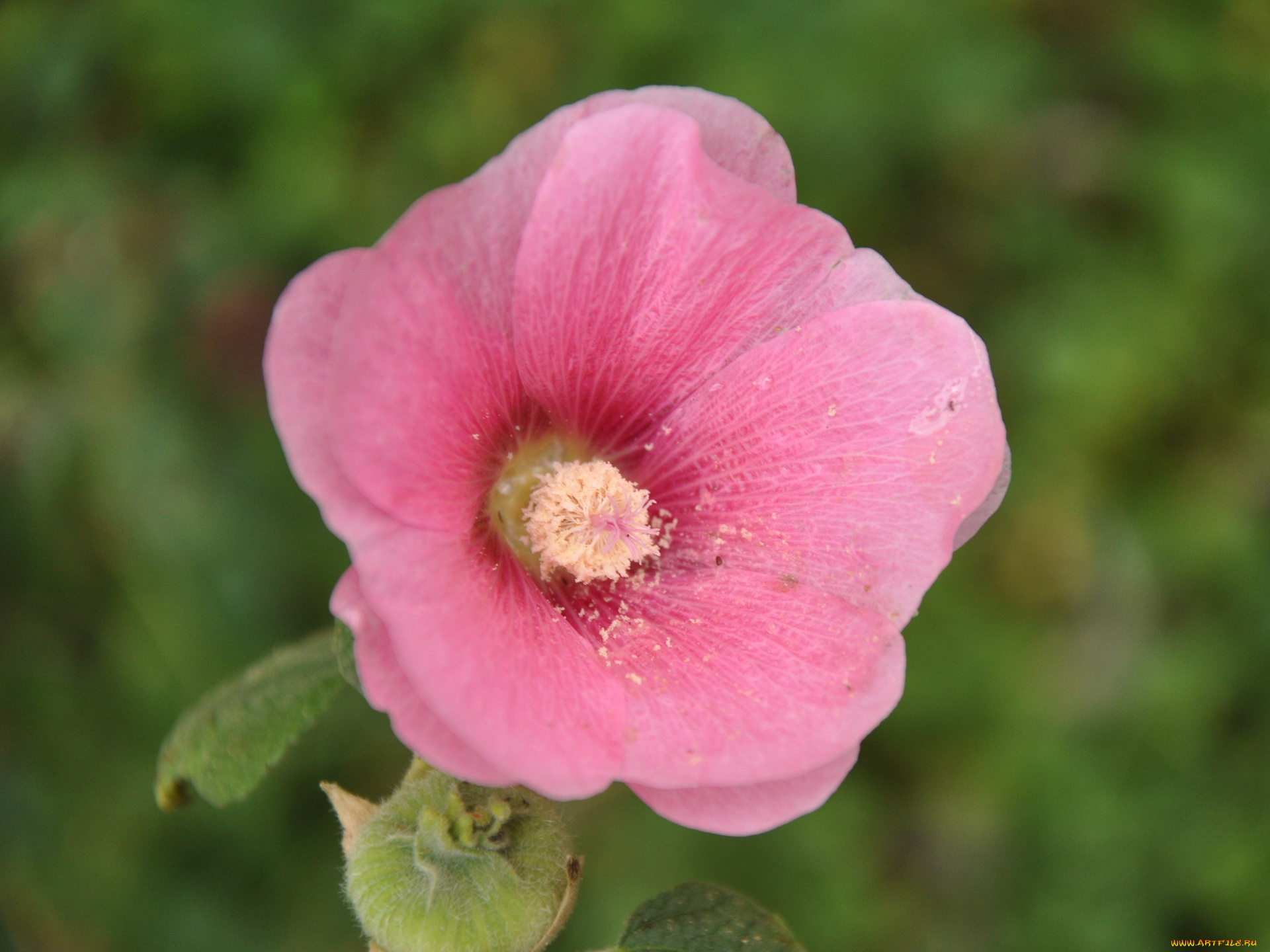 цветы, мальвы