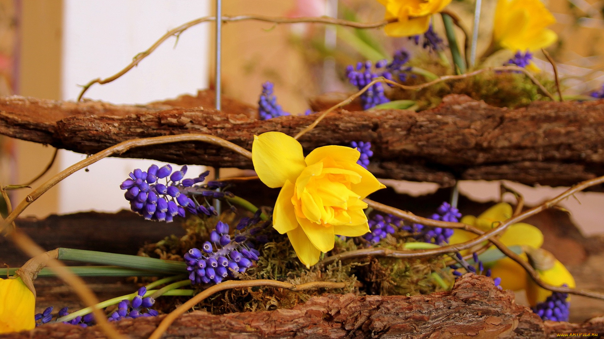цветы, букеты, композиции, мускари, нарциссы