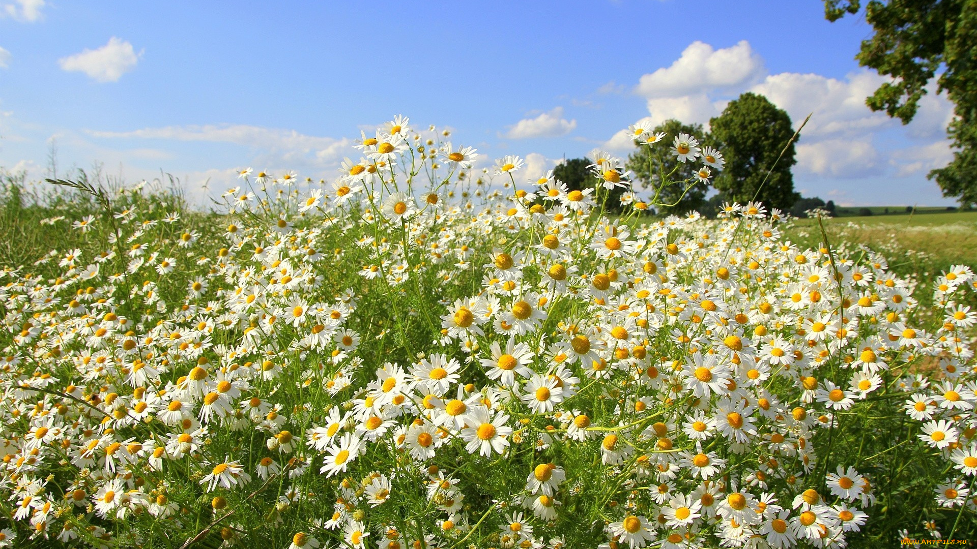 цветы, ромашки, небо, деревья