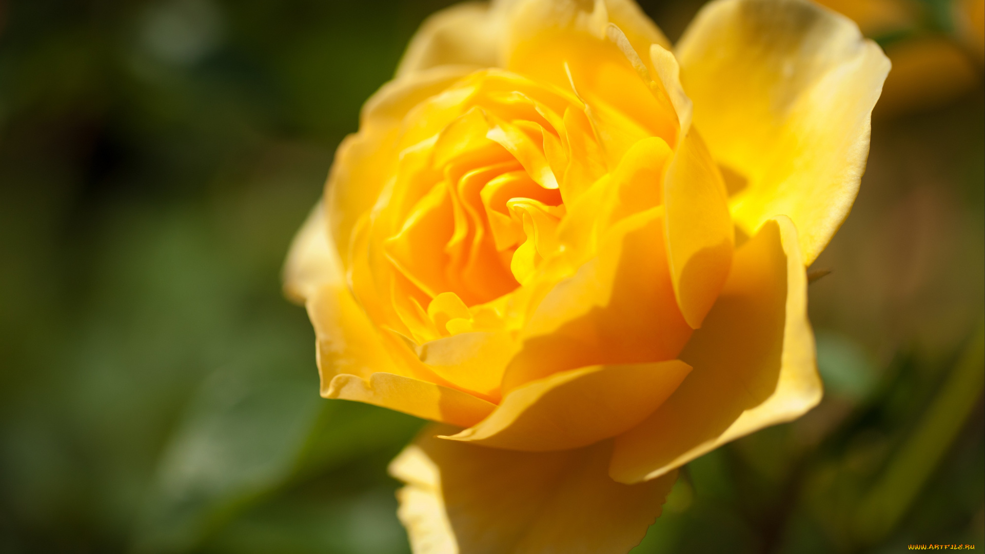 цветы, розы, желтый