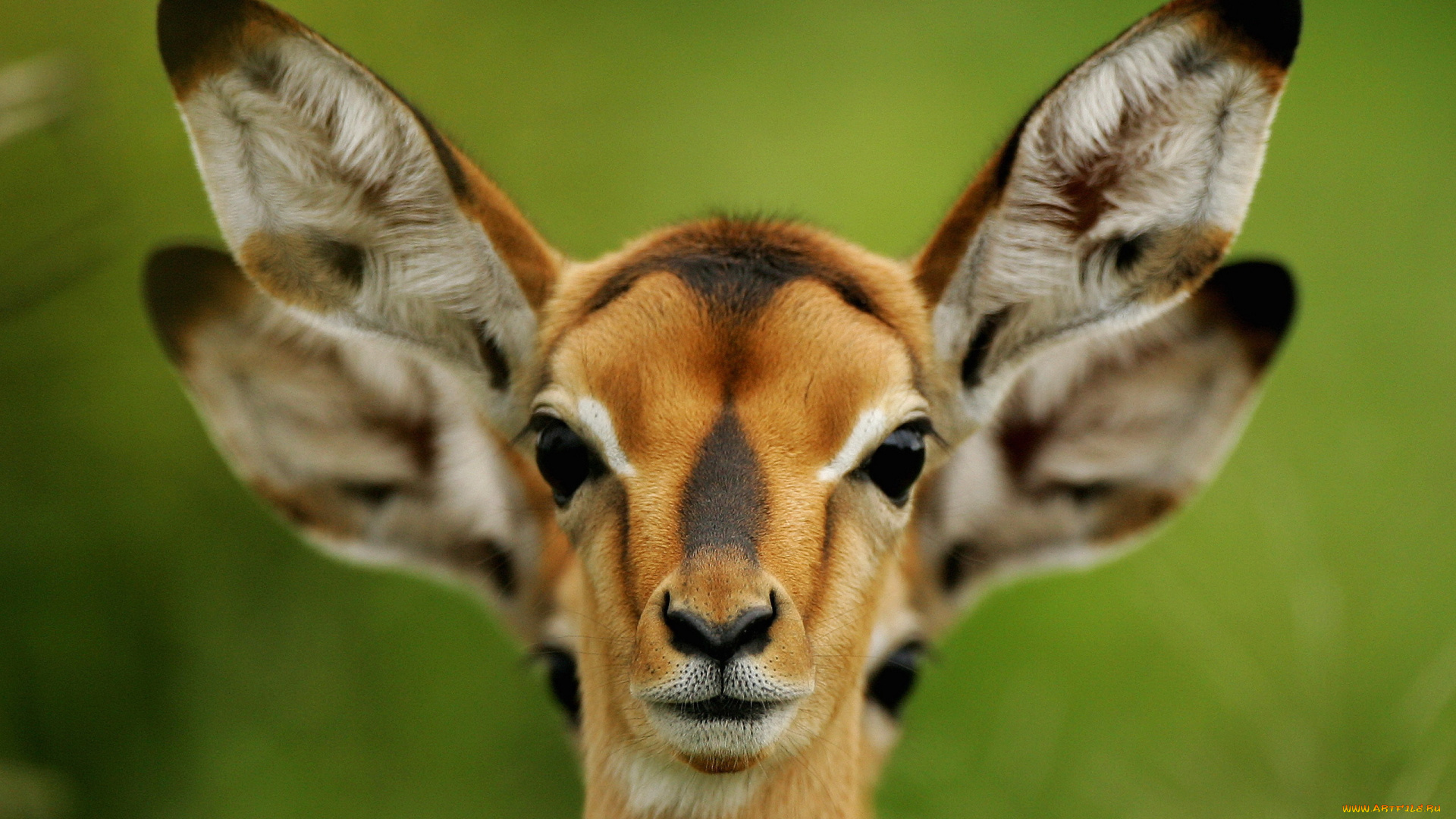 животные, антилопы, уши, косуля