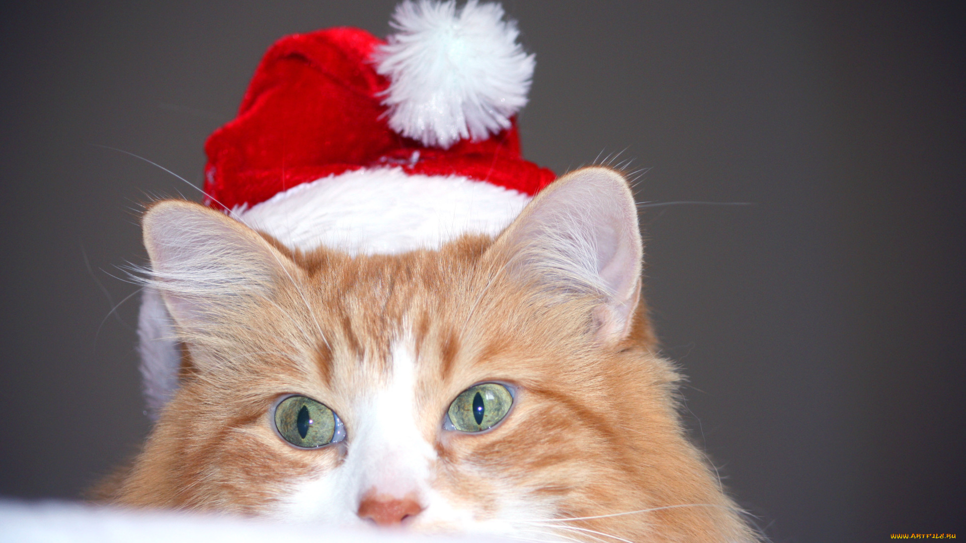 животные, коты, шапка, котэ, рыжий, кот