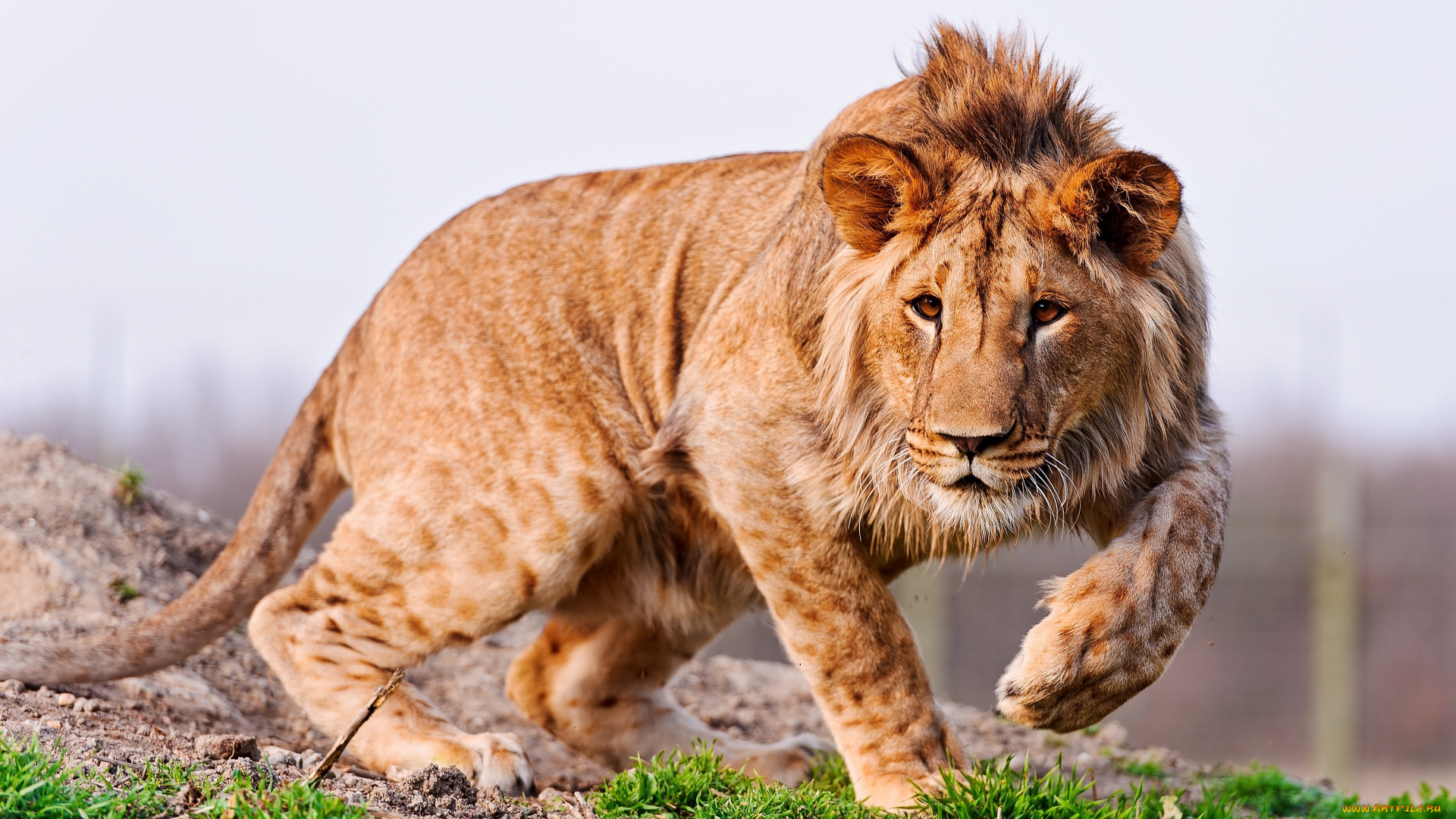 животные, львы, хищник, лапы, молодой